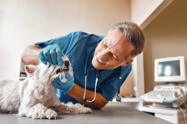 Best Weekend Emergency Dentist in Llington, MI